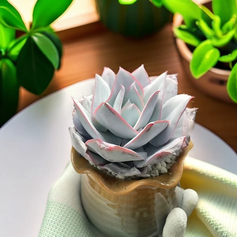 广寒宫多肉植物阳台露台办公室绿植植新手好养好活