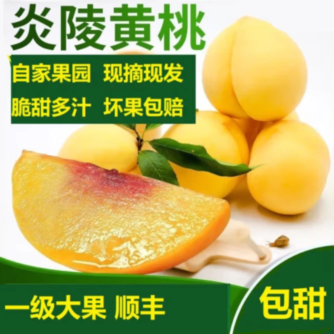 正宗炎陵高山黄桃现摘现发5斤/10斤装礼盒