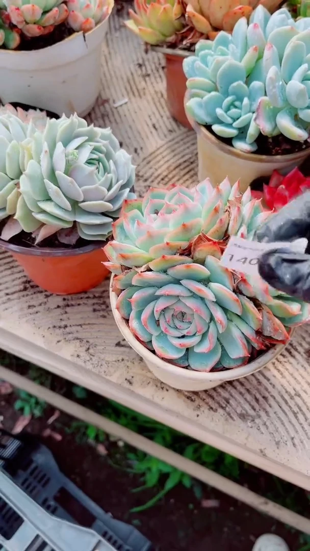 用****6多肉植物一物一拍14006