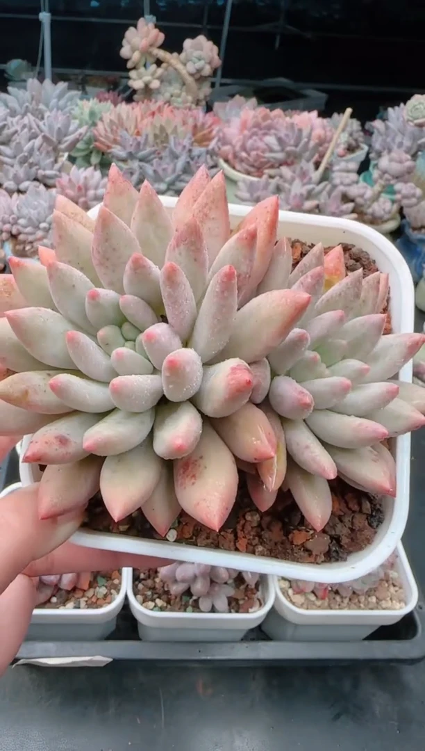 【闪购商品】7709红蜻蜓