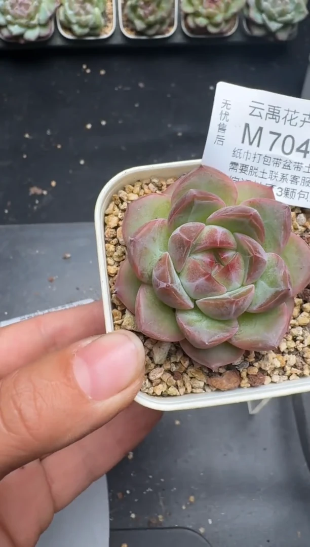 704M当天拍3颗包柚 带盆土纸巾打包 云禹花卉 珍妮多肉植物