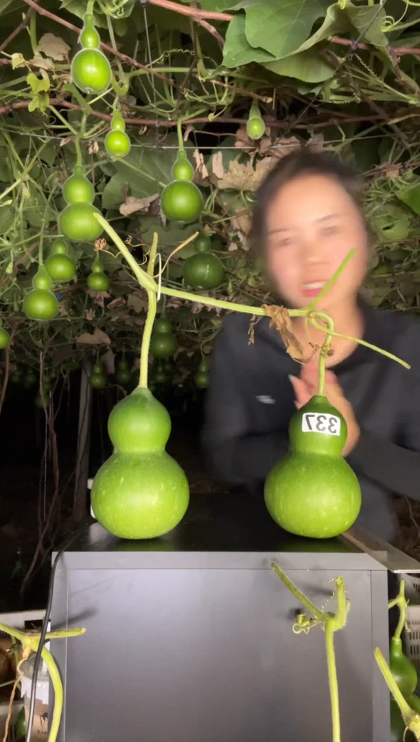 德****g337天然葫芦摆件 一物一拍龙头不保售后
