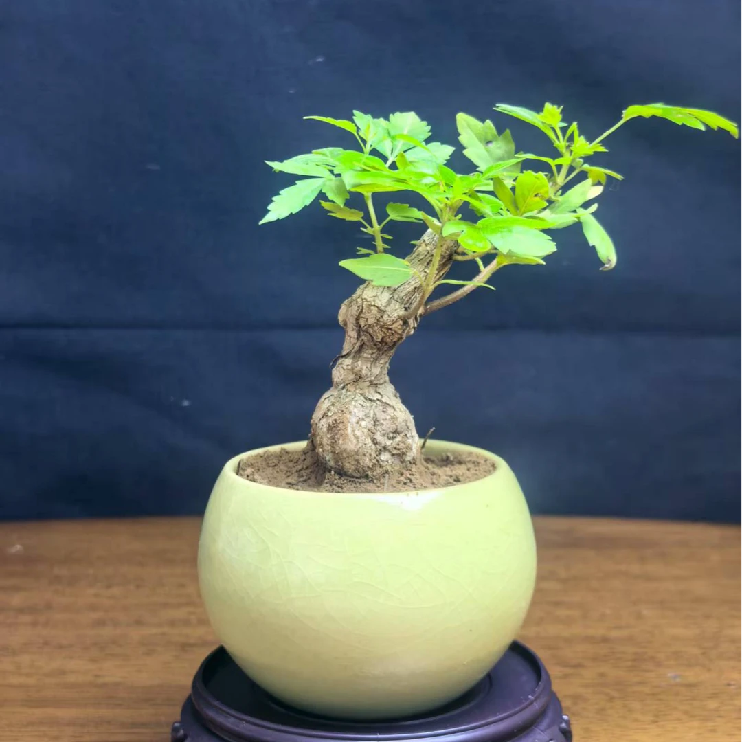 小叶黄荆老桩（一物一拍）