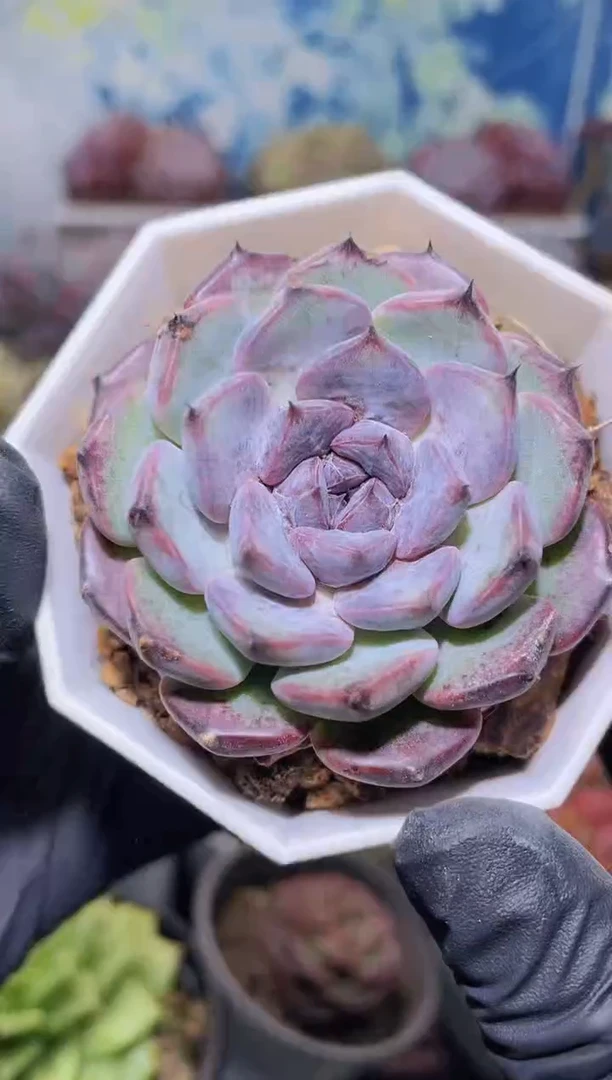 【闪购商品】010黑姬莲