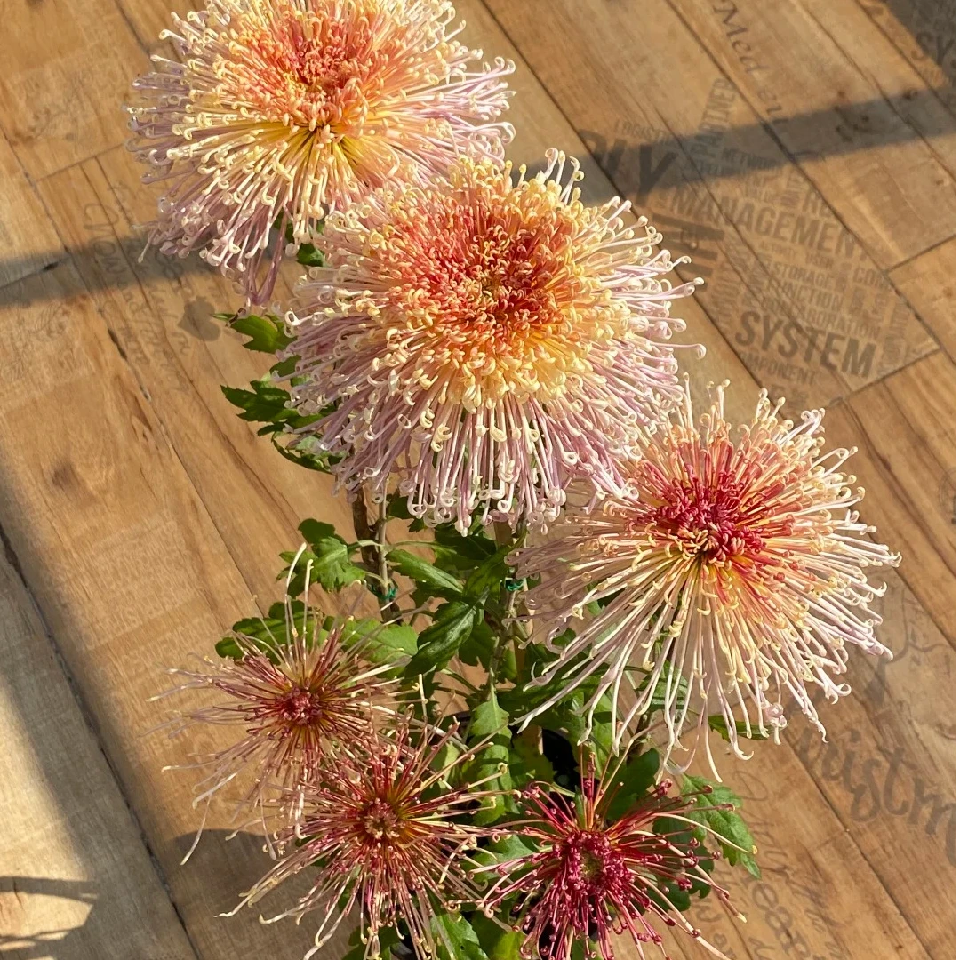 【丝菊】花卉耐寒耐热适合阳台庭院种植