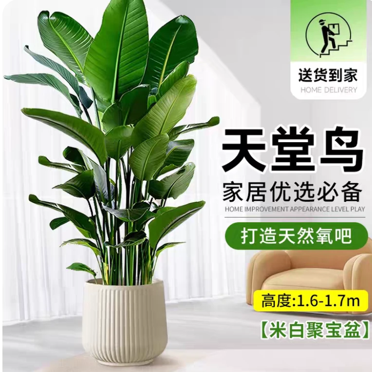 天堂鸟盆栽大型绿植办公室大叶植物