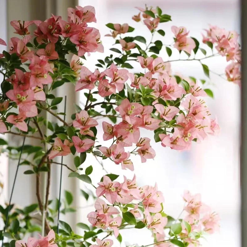 【卡亚塔】三角梅带陶瓷盆一物一拍四季勤华品种粉色绿植