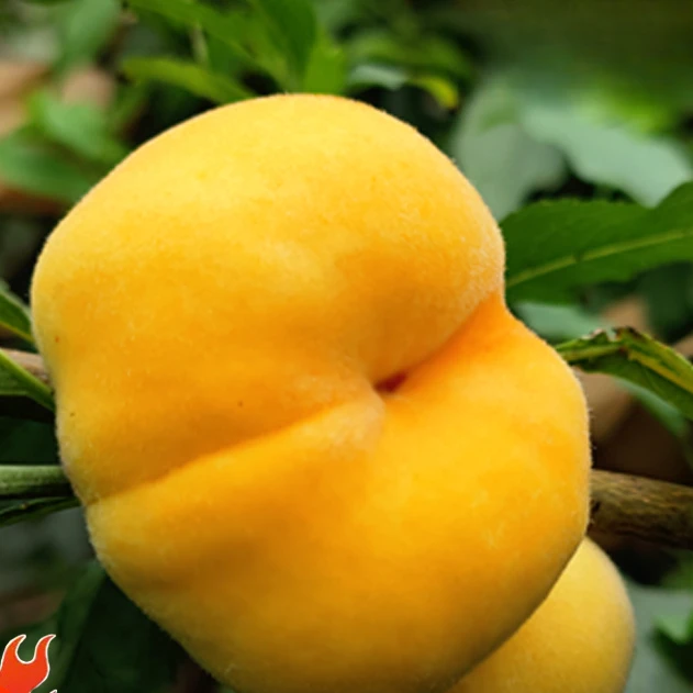 蟠桃树果苗嫁接金蟠九九蟠桃树苗早熟99号蟠桃苗南北方庭院盆地栽