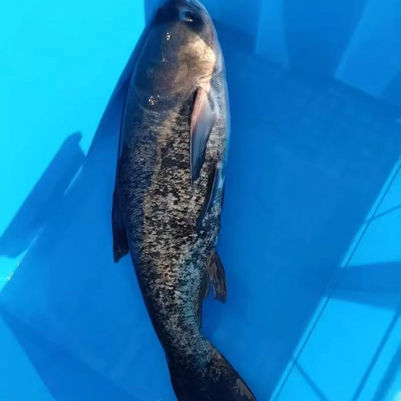 新鲜水库胖头鱼 现场称重 鲜活速冻