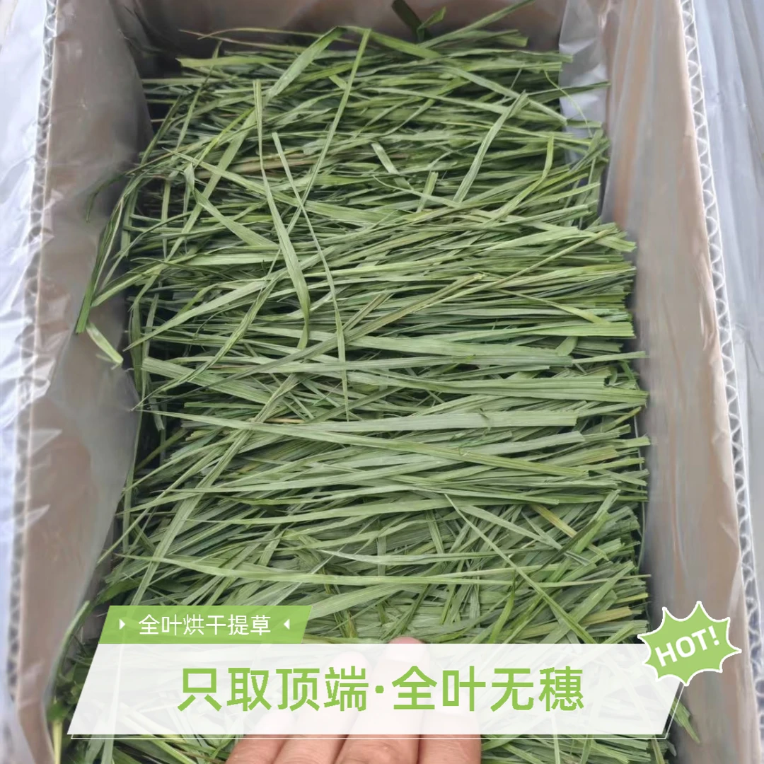 25年新鲜《精选几乎全叶无穗烘干》兔子烘干干草荷兰猪主草提摩西草