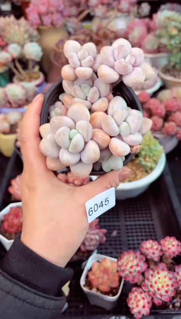 【闪购商品】6045群生洛神多肉