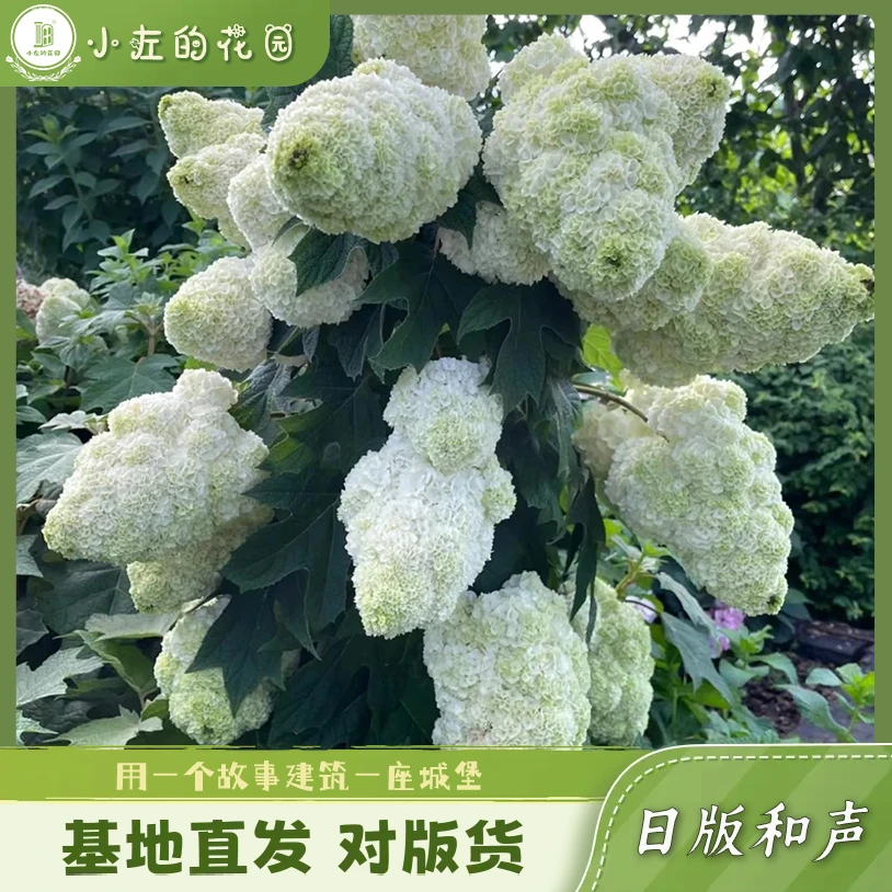 和声雪花栎叶绣球花盆栽重瓣大花耐热耐寒庭院阳台好养多年生植物