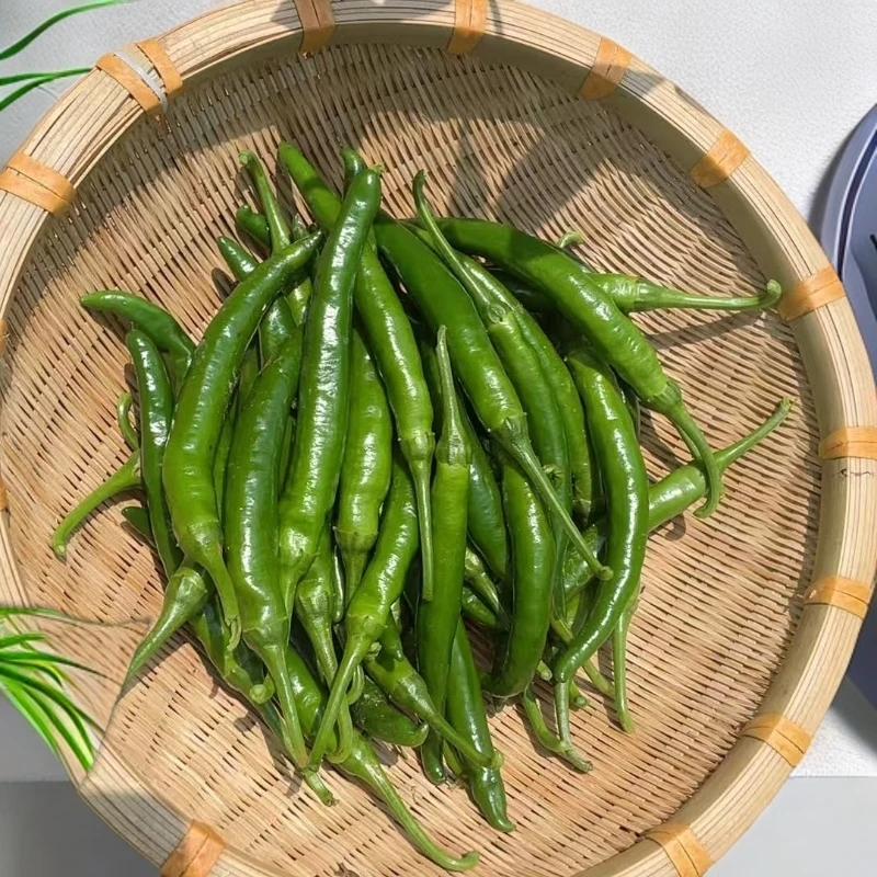 农家本地自种头茬新鲜辣椒