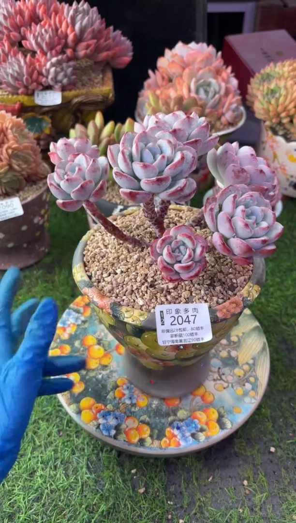 昆明印象多肉2047