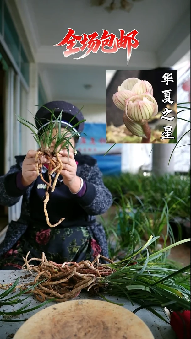 当前无花栽培后可以开花华夏之星