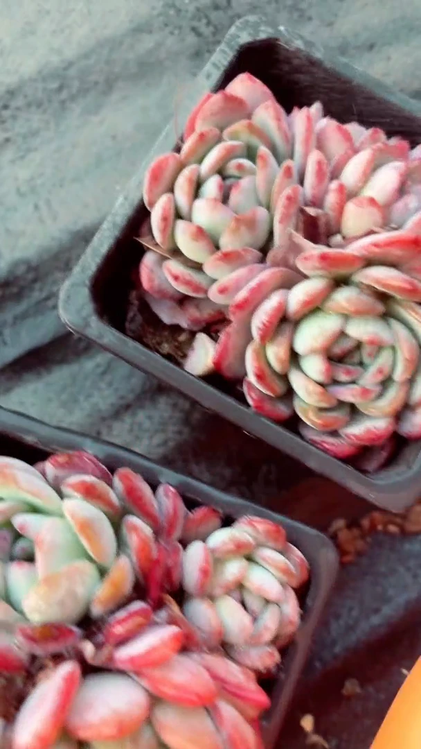 【闪购商品】全明星9.99