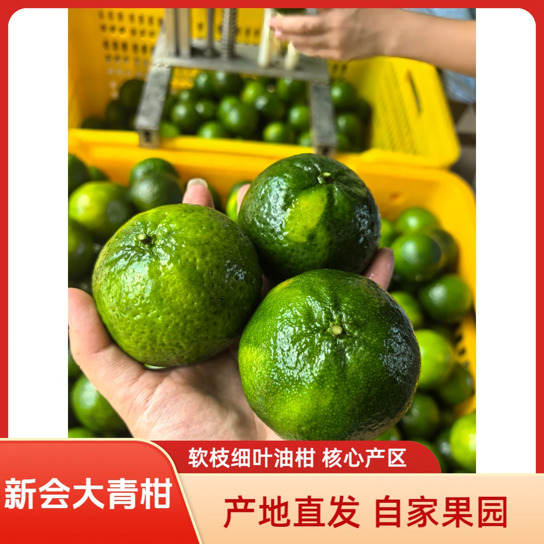 【大青柑】自家果园现摘现发新会礼乐老树圈枝新会陈皮鲜果顺丰包邮