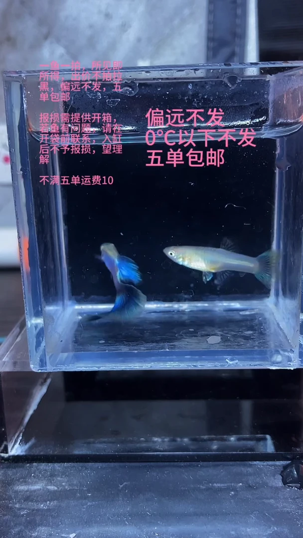 孔雀鱼孔雀鱼 06