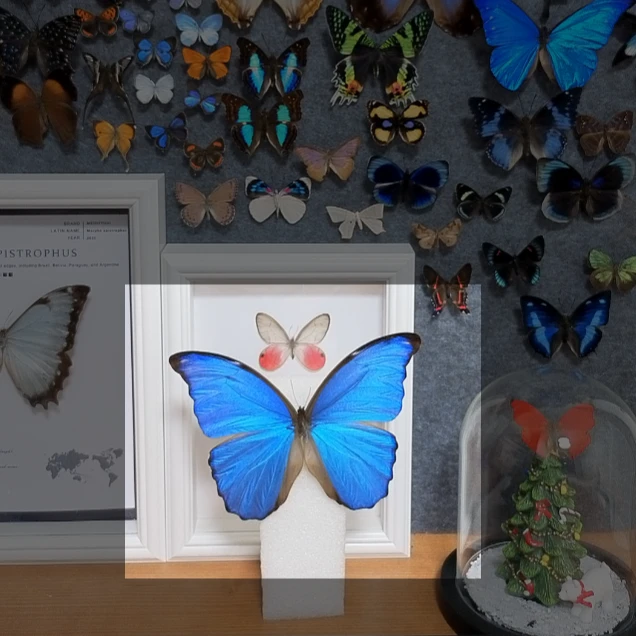 大蓝闪蝶A1不带框成品