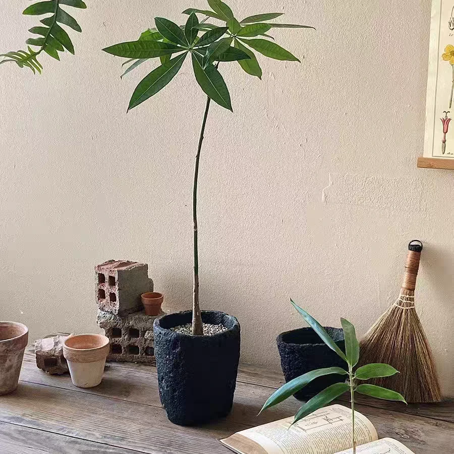 原生发财树造型发财树盆栽绿植桌面办公室室内庭院客厅净化空气