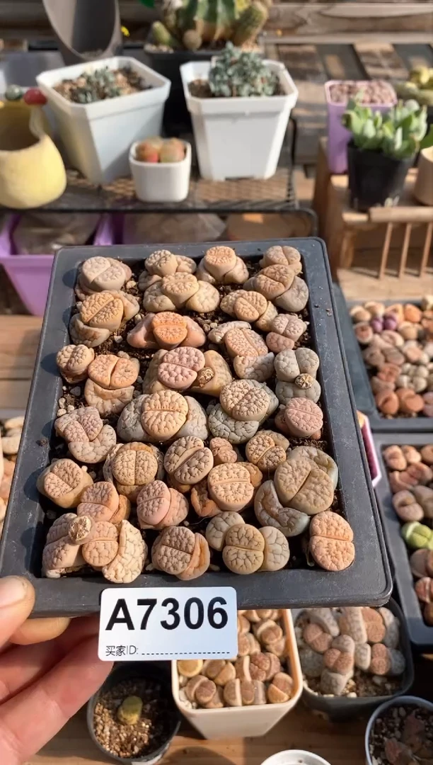 【闪购商品】7306直播间一物一拍