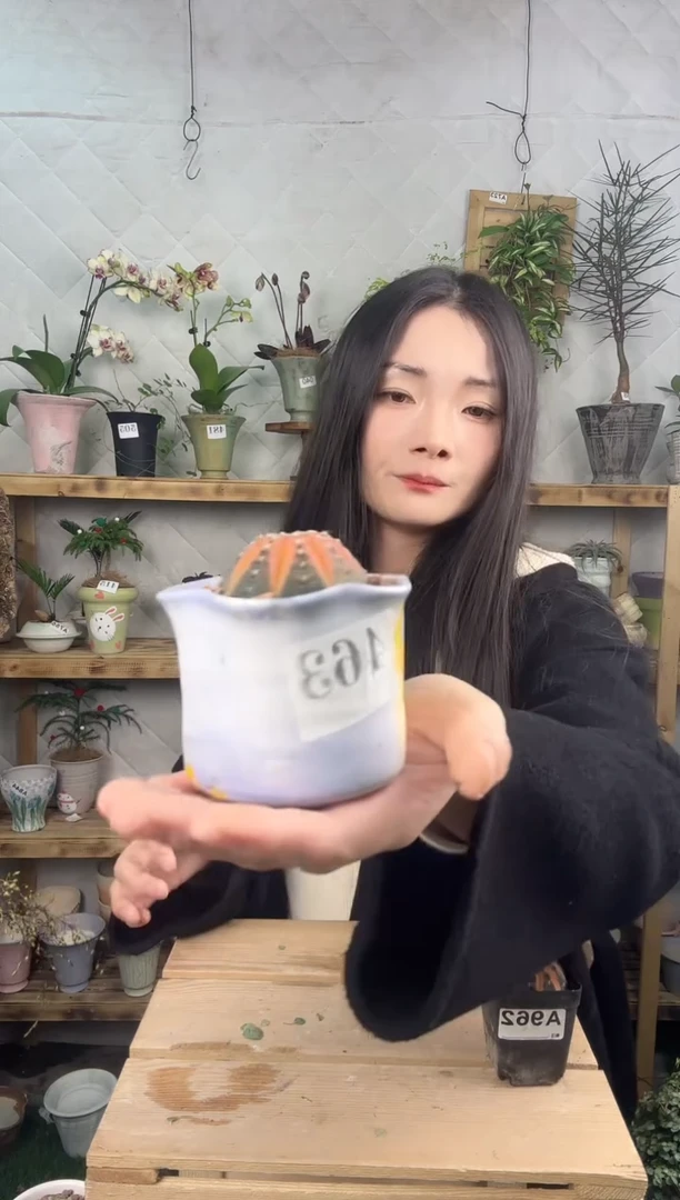 无花朵463拉根锦加盆一套