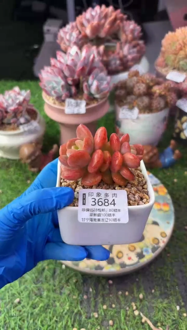 昆明印象多肉3684