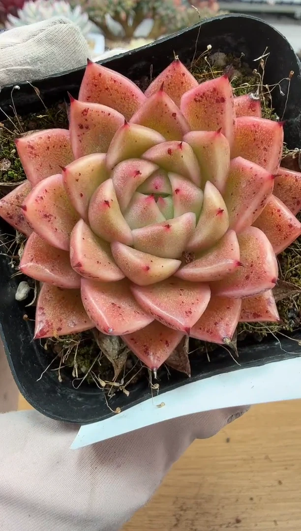 东云多肉园二店-251