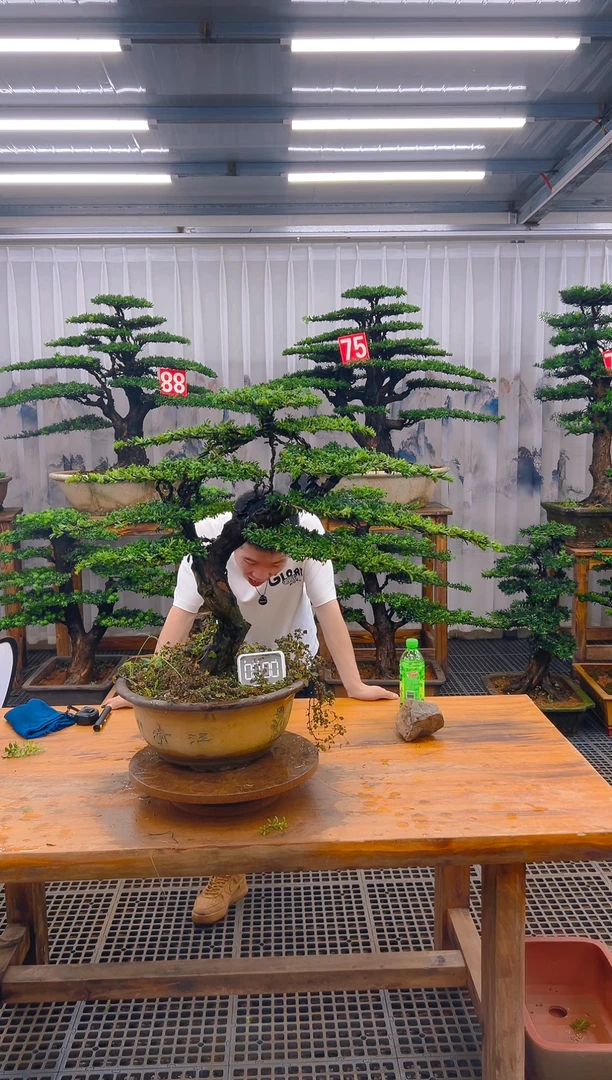 无花朵精品盆景直播间一物一拍