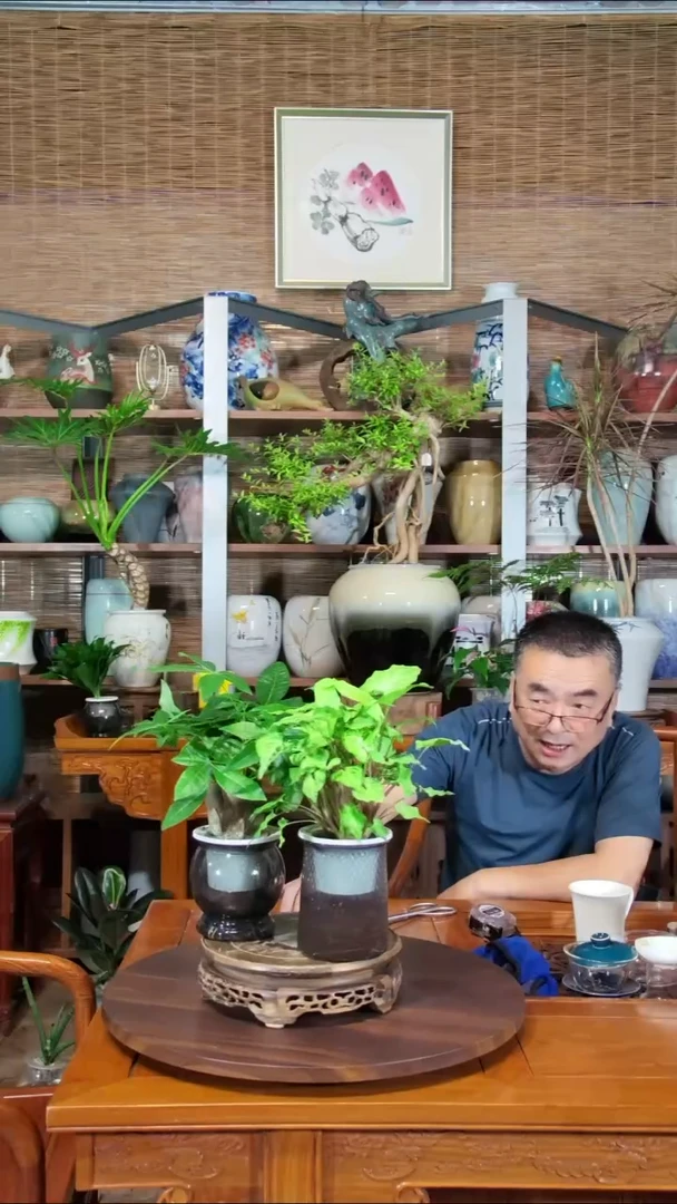 无花朵扬****e水之韵水培发财树+巴布迪