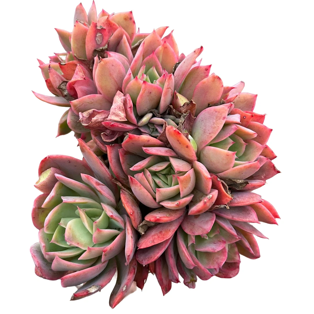 绮罗带缀脱土  传承多肉空气多肉植物耐旱