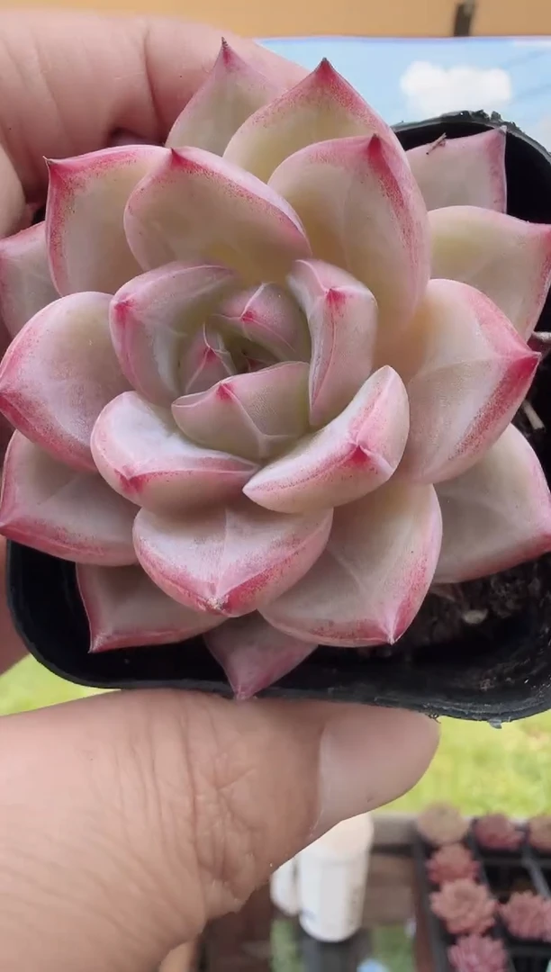 东云多肉园新款-33