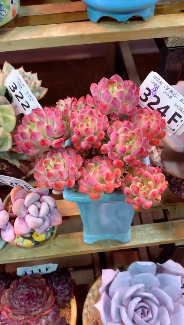 324F（一物一拍，精品多肉，w所见即所得 ）