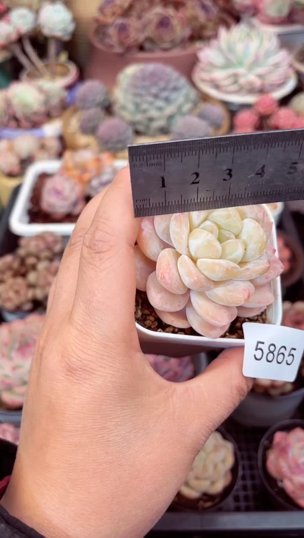 【闪购商品】5865单头冰桃多肉