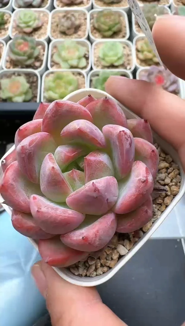 743C云禹多肉植物 带盆土纸巾打包 3颗包邮