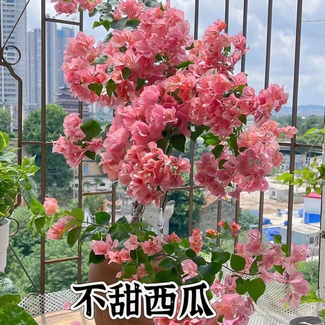 【高飘不甜西瓜】三角梅四季开花可爬藤适合阳台庭院养殖带叶