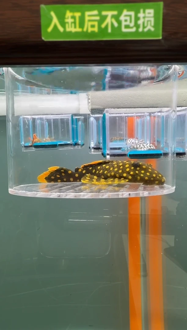 清道夫鱼115号177入缸不包损录制完整开箱视频9.6厘米