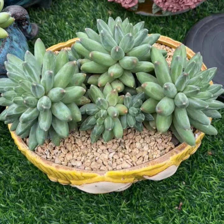 千佛手耐寒好养活的室内阳台办公多肉植物