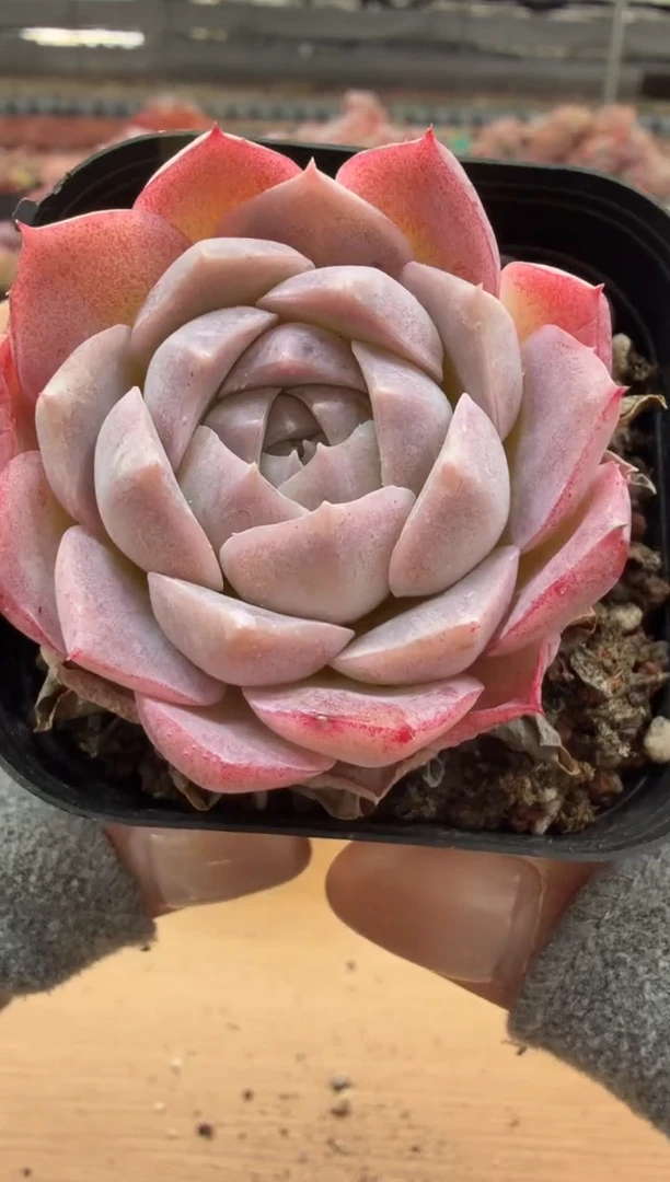 东云多肉园二店-43