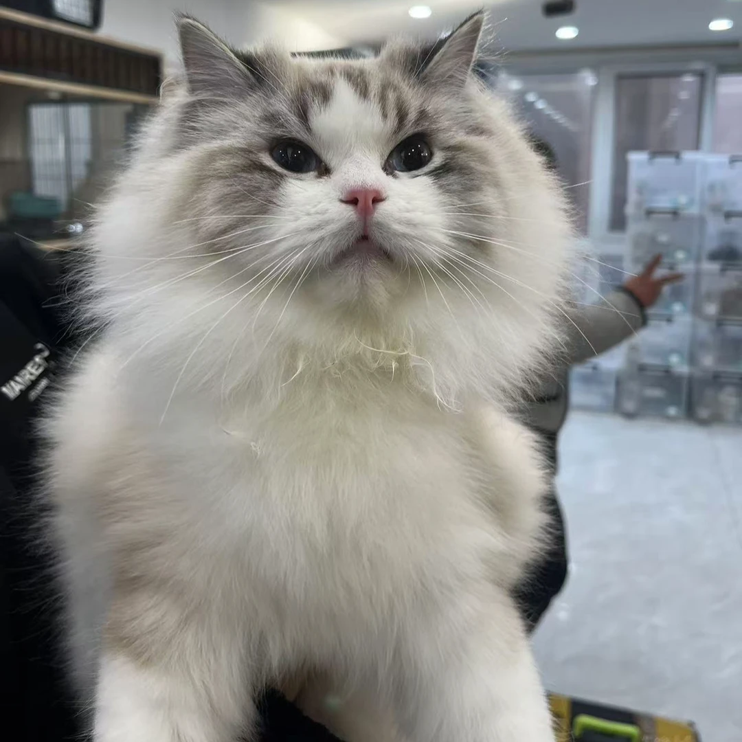 来了姊妹-海双布偶猫 弟弟 35