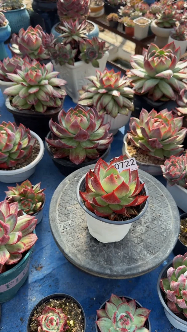 0722惊鸿仙子（裸根发货）