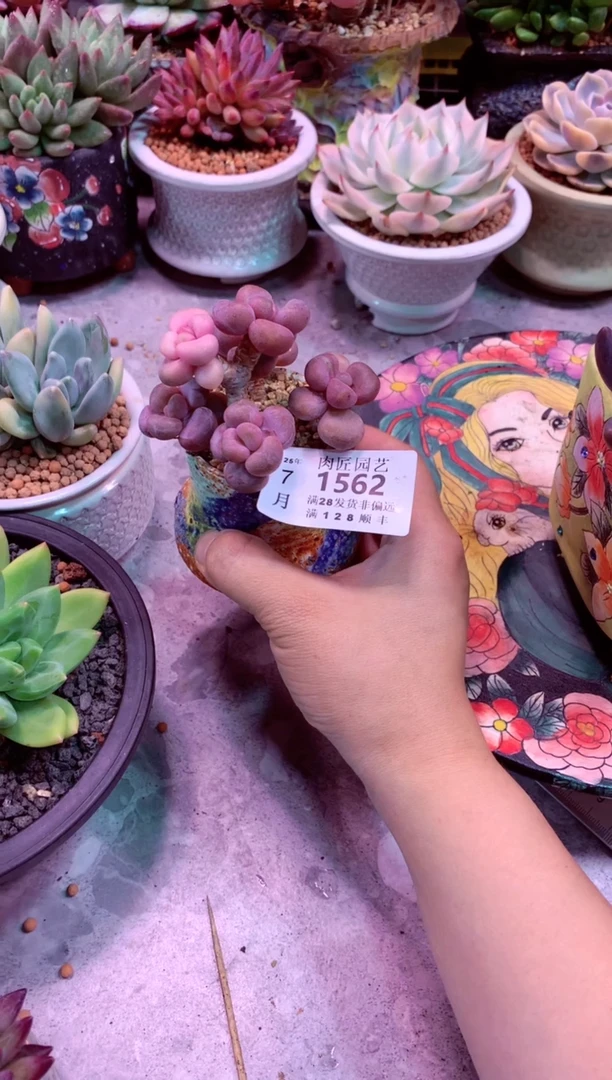 d****m1562——生鲜绿植不支持7天无理由退货
