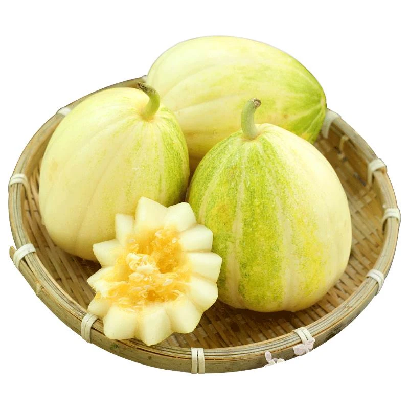 正宗东北甜黄瓜香瓜农家当季白糖罐薄皮新鲜水果甜瓜现摘现发包邮