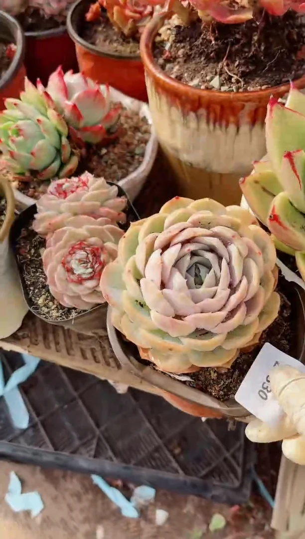 【闪购商品】21330