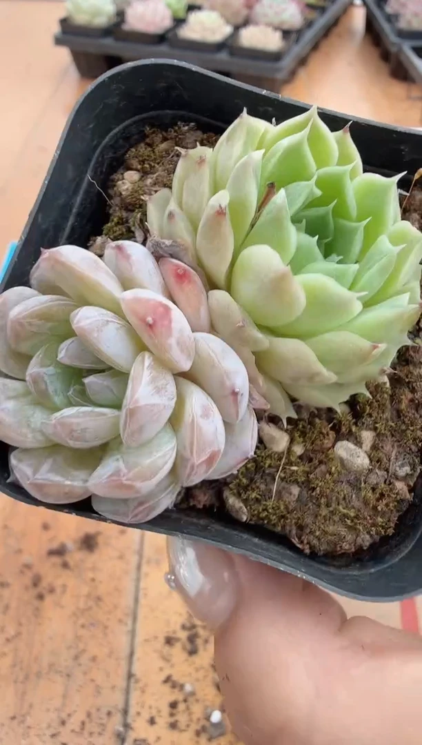 东云多肉园二店-162