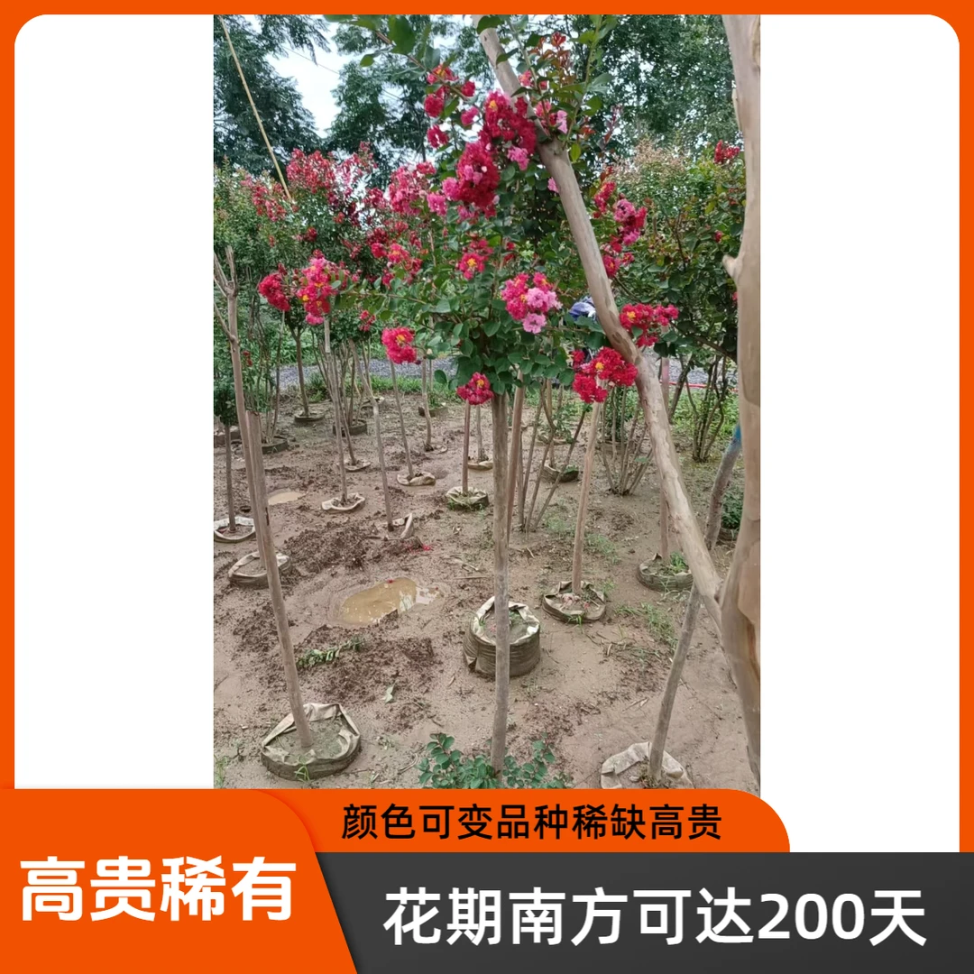 美国进口原生红火球紫薇美化观赏紫薇花花卉绿植盆栽树苗室外庭院