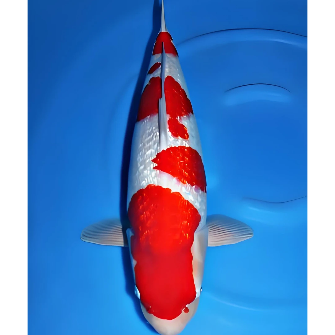 锦鲤观赏鱼渔场发货