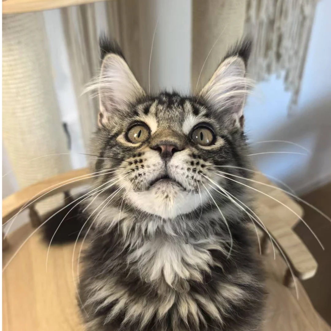 多种品种宠物包括：缅因库恩猫，金渐层拿破仑等