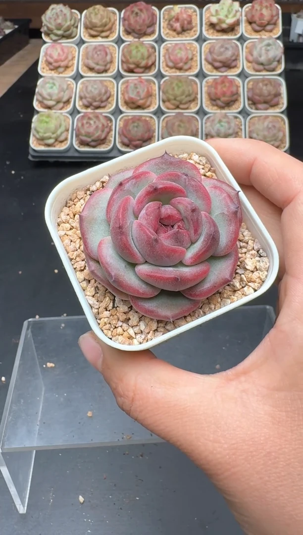 【闪购商品】594A号一物一拍多肉花卉植物拍3颗起发