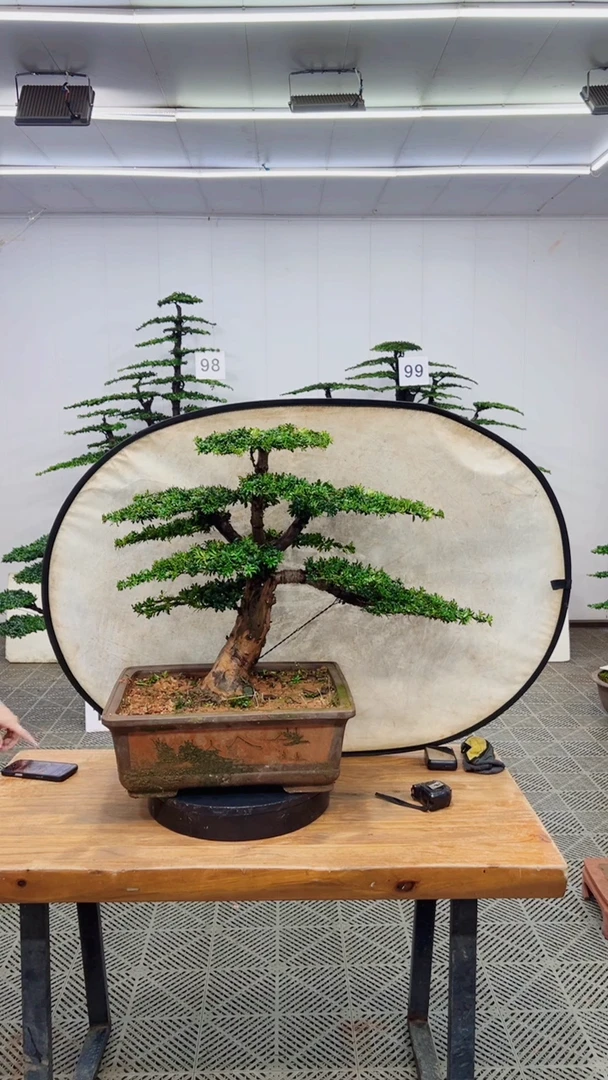 无花朵造型盆景一物一拍